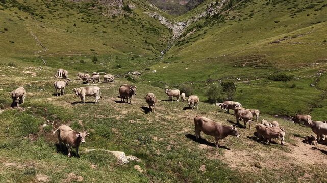 Brown cattle herd scattered across a lush high altitude alpine pasture in Andorra, with a glacial mountain valley and cascading waterfall visible in the background, summer transhumance
