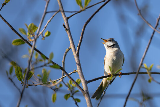 Small Songbird (Thorne Warbler) Singing on a Branch Against Blue Sky