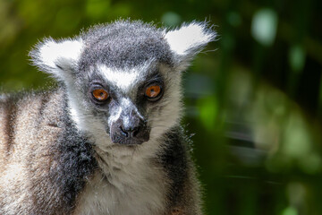 Fototapeta premium Close up of a Lemur