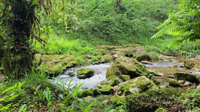 A serene jungle stream flowing over rocks, surrounded by lush, vibrant greenery and dappled sunlight.