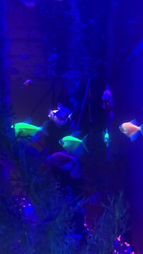 Vibrant glowfish of various colors swimming in an aquarium under blacklight, creating a glowing and luminous underwater environment