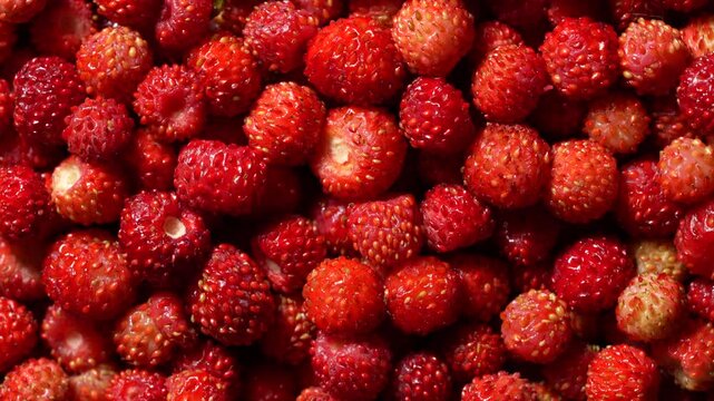Fresh wild strawberries background, close up. Full frame top view of ripe organic wild strawberries background texture representing summer harvest, healthy eating and sweet natural dessert ingredients