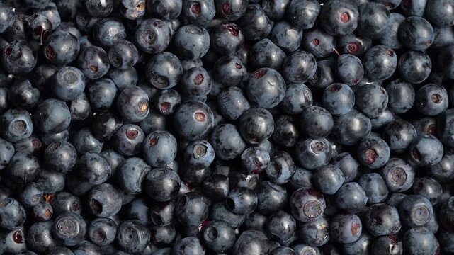 Fresh organic blueberries background. Macro shot of ripe wild blueberries with natural waxy bloom. Rich textured food backdrop for healthy nutrition, organic farming promos and summer berry desserts