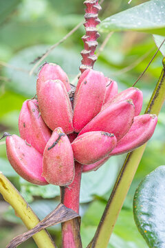 Mindo, Ecuador - June 27, 2026: Ripe Platanillo fruits. It is a wild relative of the banana.