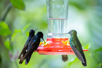 Group of iridescent hummingbirds feeding from a red nectar feeder in the lush cloud forest of Mindo, Ecuador, showcasing vibrant colors and the rich biodiversity of the Andes. © momentsphotography