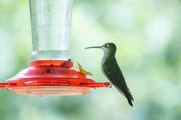 Mindo, Ecuador - June 27, 2026: A Green-crowned Brilliant hummingbird (Heliodoxa jacula) feeds from a nectar feeder in a lush cloud forest environment. © momentsphotography