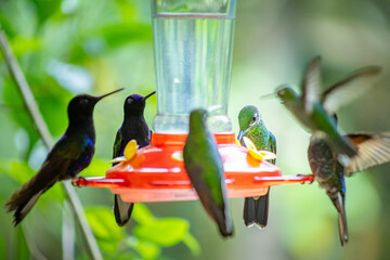 Brilliant Green-crowned hummingbird (Heliodoxa jacula) illuminated in sharp detail at a nectar feeder in Mindo, Ecuador, while the silhouettes of other hummingbirds fade into soft shadow. © momentsphotography