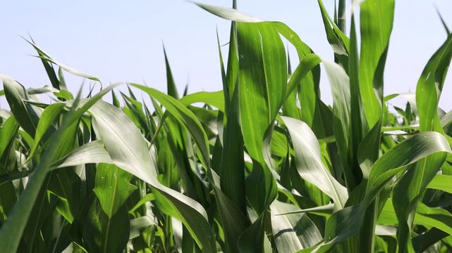 Corn plants in a cornfield in the summer.