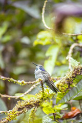Brown Violetear hummingbird (Colibri delphinae) perched on mossy branch in Mindo cloud forest, Ecuador, showing its violet ear patch amid lush green foliage. © momentsphotography