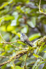 Brown Violetear hummingbird (Colibri delphinae) perched on mossy branch in Mindo cloud forest, Ecuador, showing its violet ear patch amid lush green foliage. © momentsphotography
