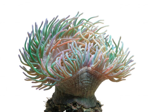 Vibrant sea anemone with flowing tentacles isolated on a transparent background