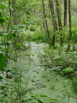 Teich mit Entengr&uuml;tze an der Alster in Fuhlsb&uuml;ttel