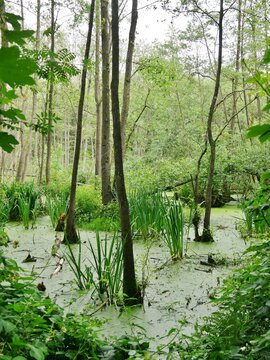 Teich mit Entengr&uuml;tze an der Alster in Fuhlsb&uuml;ttel