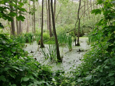 Teich mit Entengr&uuml;tze an der Alster in Fuhlsb&uuml;ttel