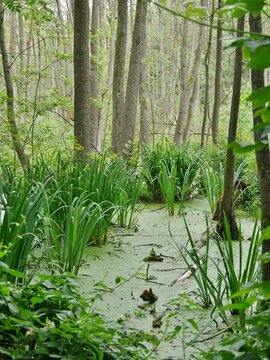 Teich mit Entengr&uuml;tze an der Alster in Fuhlsb&uuml;ttel