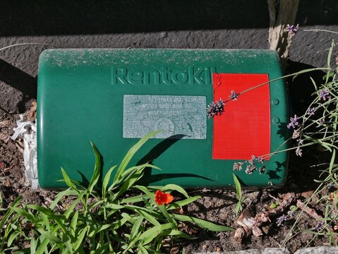 Rattenfalle auf dem Erdboden mit Mohnblume davor