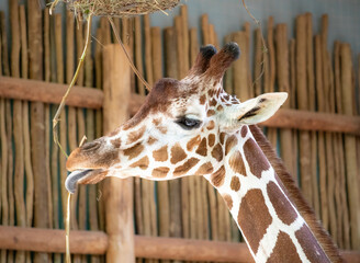 Reticulated giraffe sticking its long blue prehensile tongue out to eat hay, close-up profile portrait of a giraffe feeding at a zoo © Franz Sidney Art