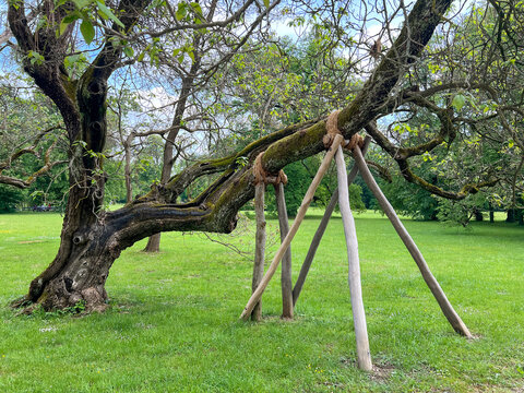 Tree Stabilized with Timber Support System in a Public Park.