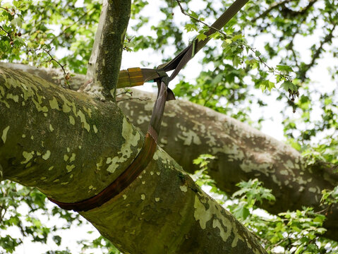 Dynamic Tree Support System Installed on a Mature Tree Branch.