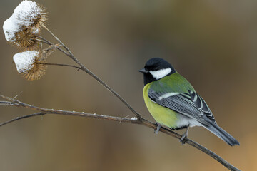 Great Tit Perched on a Snow-Covered Burdock Plant © DK Visuals 