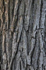 Fototapeta premium Detailed Tree Bark Texture with Natural Weathered Wood Pattern