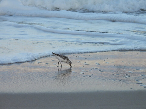 Sanderlings can be seen, probing the wet for tiny aquatic invertebrates to eat, as the tide goes in and out. Assateague Island National Seashore, Worcester County, Maryland.