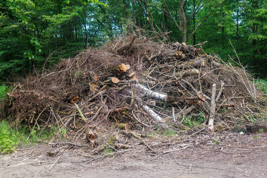 Large pile of cut wood branches