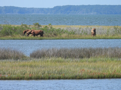 Wild horses, enjoying a beautiful, early autumn day, within the salt marshes of Assateague Island, Worcester County, Maryland. 