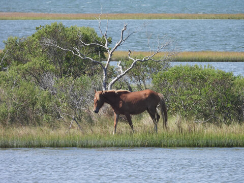 Wild horses, enjoying a beautiful, early autumn day, within the salt marshes of Assateague Island, Worcester County, Maryland. 