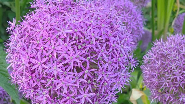 Colorful purple flowers bloom in a garden during spring in a sunny and bright location
