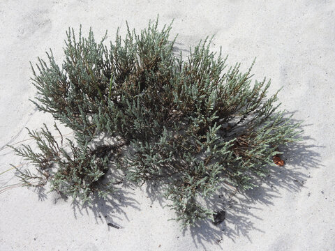 Sand golden heather, hudsonia ericoides, growing wild on Assateague Island, Worcester County, Maryland. Natural background, texture, graphic resource. 