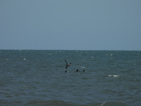 A hungry, brown pelican, doing a high speed, plunge dive, into the atlantic ocean to catch a fish, while three bottlenose dolphins swim by. Wildlife viewing of the shores of Assateague Island, Worcest