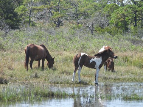 Wild horses, enjoying a beautiful, early autumn day, within the salt marshes of Assateague Island, Worcester County, Maryland. 