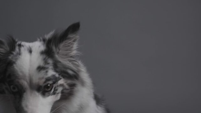 Close up portrait of a purebred blue merle Australian Shepherd and Border Collie dog with heterochromia panting and looking around against an isolated grey studio background with copy space for ads