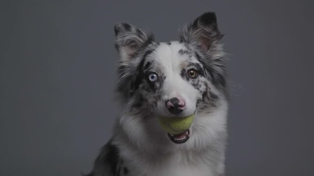 Close up portrait of a purebred blue merle Australian Shepherd and Border Collie dog with heterochromia holding a tennis ball in its mouth on an isolated grey studio background with blank copy space