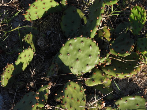 Eastern prickly pear cactus, opuntia humifusa, growing wild on Assateague Island, Worcester County, Maryland. Natural background, texture, graphic resource.