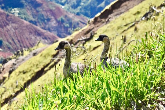 sheep in the mountains