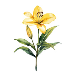 Fototapeta premium watercolor draw of Lily, isolated on a white background.