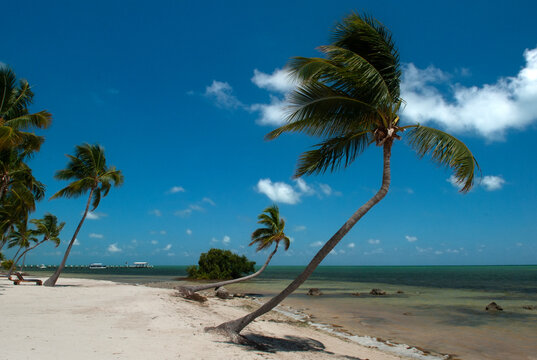 Tropical beach lined with gracefully leaning palm trees, white sand, and turquoise waters under a blue sky with scattered clouds in the Florida Keys on Islamorada, Florida