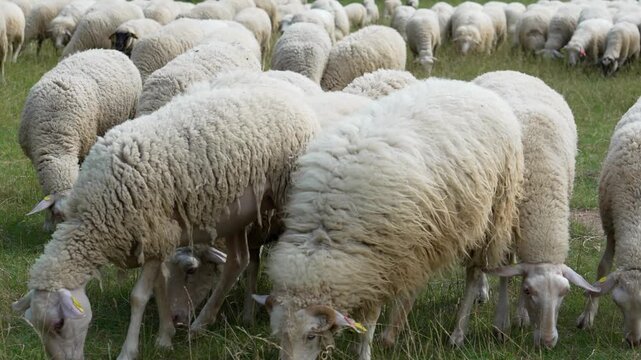 Large flock of sheep grazing on green pasture