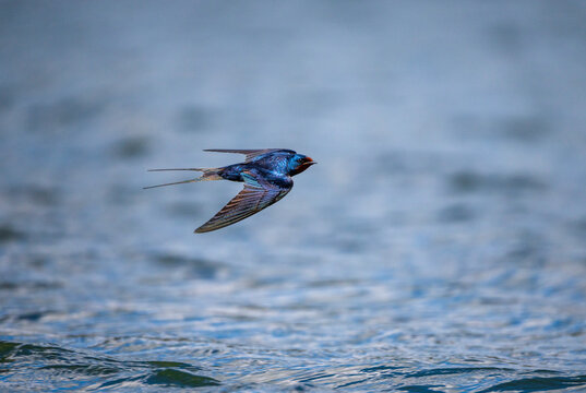 A barn swallow bird with bright plumage flies over the water with folded wings