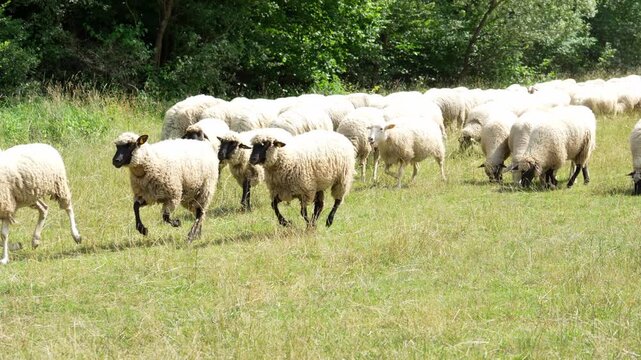 Flock of sheep running across a green meadow