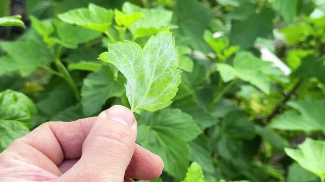Gardener checks deformed blackcurrant leaf on bush, showing spider mite infestation and crop health problem concept.