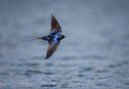 A barn swallow bird with bright plumage flies over the water with its wings spread