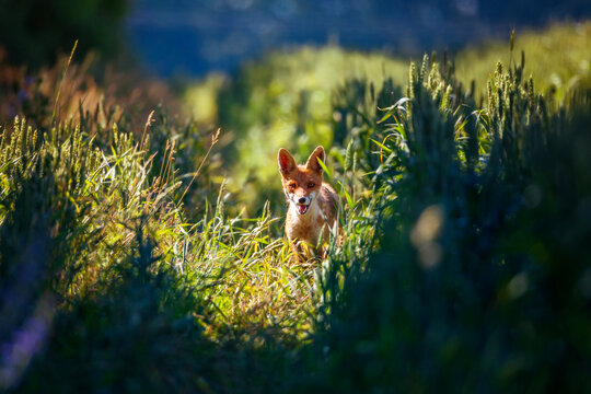A beautiful red fox walks through a blooming sunny meadow and smiles with his mouth wide open.