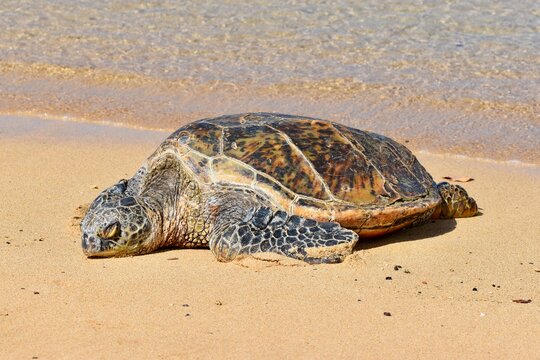 turtle on the beach