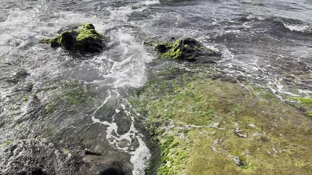 Laniakea Beach, Honolulu, North Shore of Oahu island, Hawaii. Beachrock. Ulva lactuca, also known by the common name sea lettuce, is an edible green alga in the family Ulvaceae.