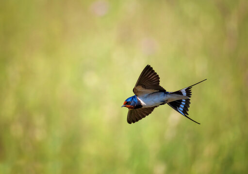 A barn swallow bird with bright plumage flies over a green summer meadow on a sunny day