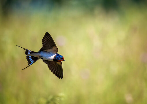 A barn swallow bird with bright plumage flies over a green summer meadow on a sunny day