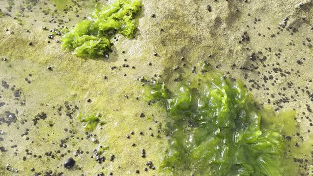 Laniakea Beach, Honolulu, North Shore of Oahu island, Hawaii. Beachrock. Ulva lactuca, also known by the common name sea lettuce, is an edible green alga in the family Ulvaceae.